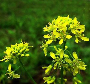 ホソバタイセイの花