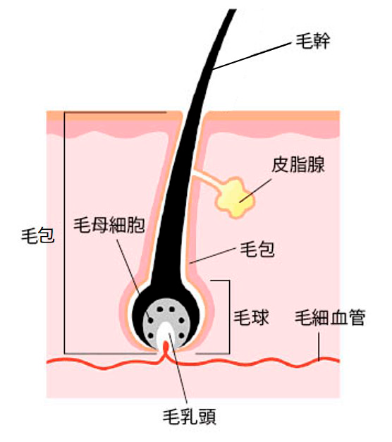 毛乳頭図