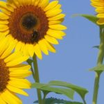 夏の不調|漢方常備薬