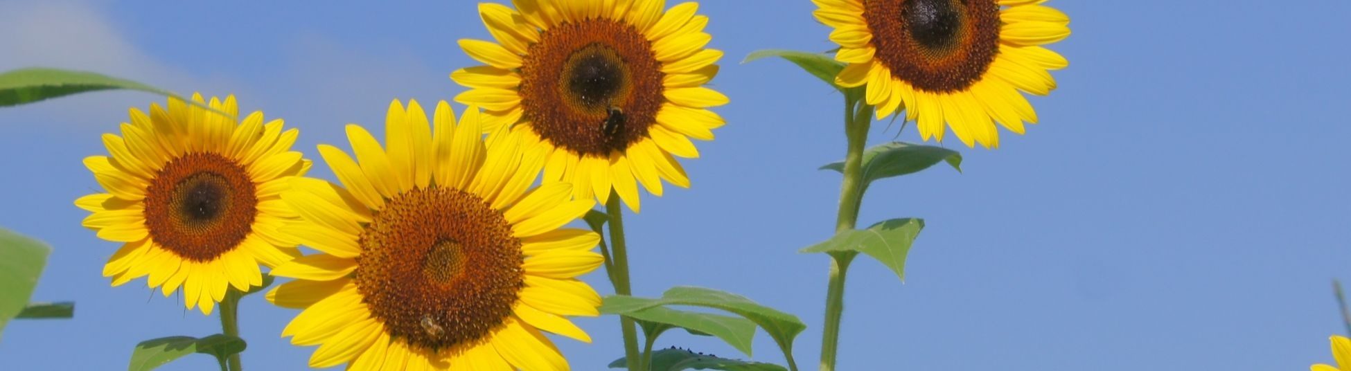 夏の不調｜漢方常備薬
